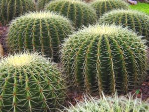 Un cactus, una pianta spinosa, come certi argomenti.