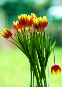 L’immagine ritrae un vaso di tulipani, uno di essi è spezzato.