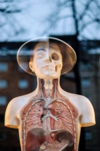 La riproduzione di un busto umano mostra l’anatomia degli organi del torace e del cranio (foto di Samuel Zeller).