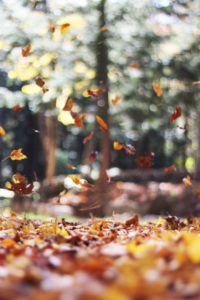 In uno sfuocato bosco dai colori autunnali alcune foglie danzano in aria trasportate dal vento.