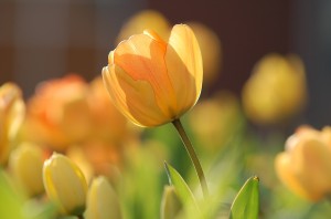Alcuni tulipani gialli (foto di Sergee Bee).